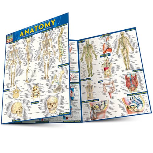 anatomical planes chart
