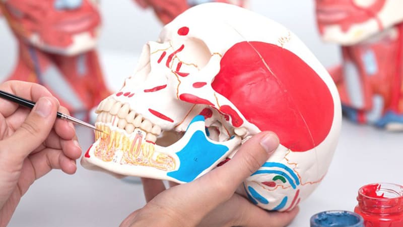 cranium bones and muscles