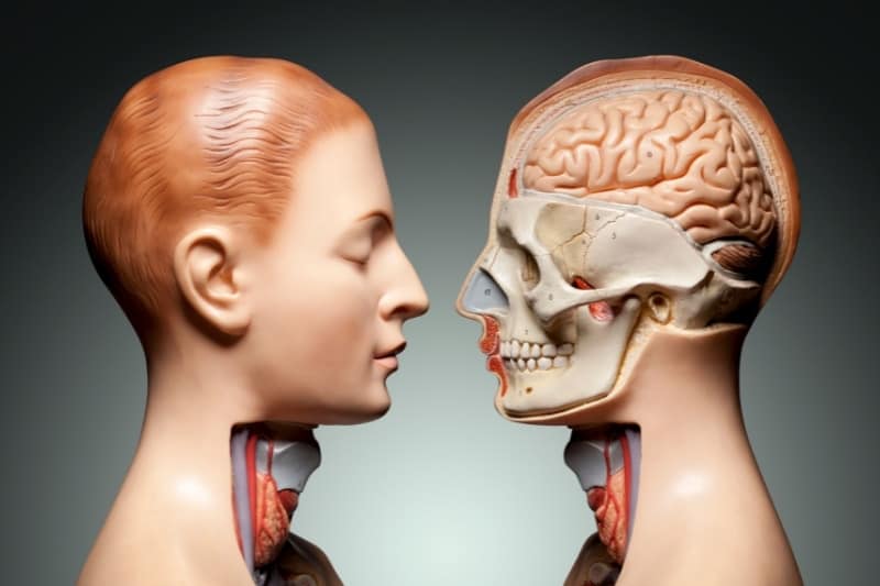human skull anatomy