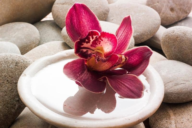 orchid flower in stones